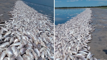 por la sequia, miles de peces aparecieron muertos en la orilla de una laguna por la sequia, miles de peces aparecieron muertos en la orilla de una laguna