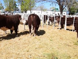 Los remates registran subas históricas y la demanda de terneros supera ampliamente a la oferta en toda la región. Los remates registran subas históricas y la demanda de terneros supera ampliamente a la oferta en toda la región.