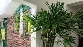 Las palmeras vuelven a ser tendencia en el diseño de interiores de los hogares | LM Neuquen Las palmeras vuelven a ser tendencia en el diseño de interiores de los hogares