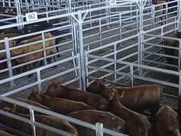 Los precios en el mercado de Cañuelas muestran una importante recuperación. Los precios en el mercado de Cañuelas muestran una importante recuperación.