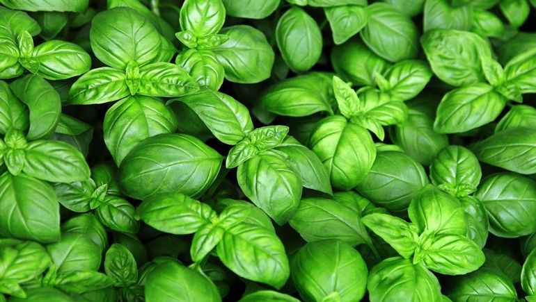 La planta que perfuma toda la casa La planta que perfuma toda la casa