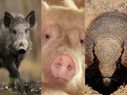 Advierten que es preocupante la presencia de ese parásito en carne de jabalíes, pero no sólo en jabalíes. Advierten que es preocupante la presencia de ese parásito en carne de jabalíes, pero no sólo en jabalíes.