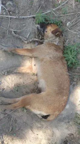 Denuncian matanza salvaje de perros en China Muerta. Gentileza. Denuncian matanza salvaje de perros en China Muerta. Gentileza.