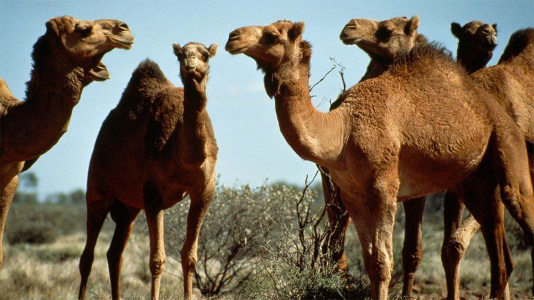 Con francotiradores, sacrificaron a más 5000 camellos en Australia