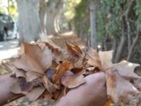Cipolletti regala postales únicas en el otoño.
