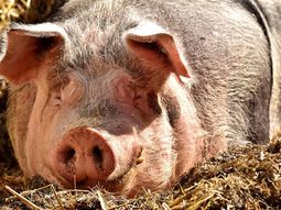 triquinosis: nuevo plan nacional de erradicacion y control triquinosis: nuevo plan nacional de erradicacion y control