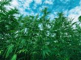 Las condiciones agroecologicas para la producción de cáñamo en la Patagonia son muy buenas. 