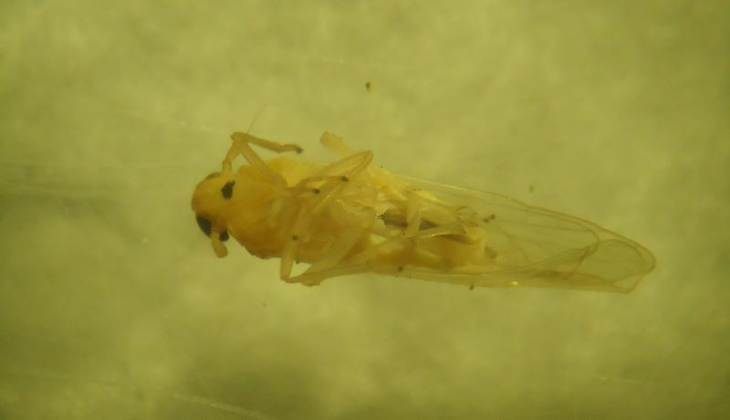 La chicharrita africana fue encontrada en Entre Ríos. Foto: INTA La chicharrita africana fue encontrada en Entre Ríos. Foto: INTA