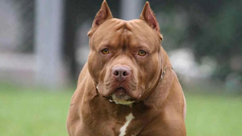 polemica por un pitbull que le arranco el brazo a un ladron: piden sacrificarlo polemica por un pitbull que le arranco el brazo a un ladron: piden sacrificarlo