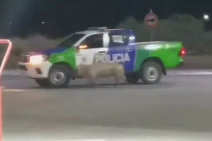 Bahía Blanca presencia el insólito ataque de un cerdo