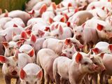 Las importaciones de carne porcina llegan principalmente desde Brasil.
