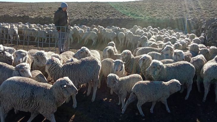 Se eliminó la Ley Ovina: ¿Golpe de gracia  para los pequeños productores de la Patagonia?
