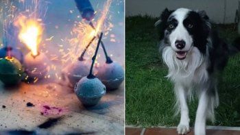 La pirotecnia provoca que muchos animales huyan de sus hogares. En la época de fiestas esto se agudiza. La pirotecnia provoca que muchos animales huyan de sus hogares. En la época de fiestas esto se agudiza.