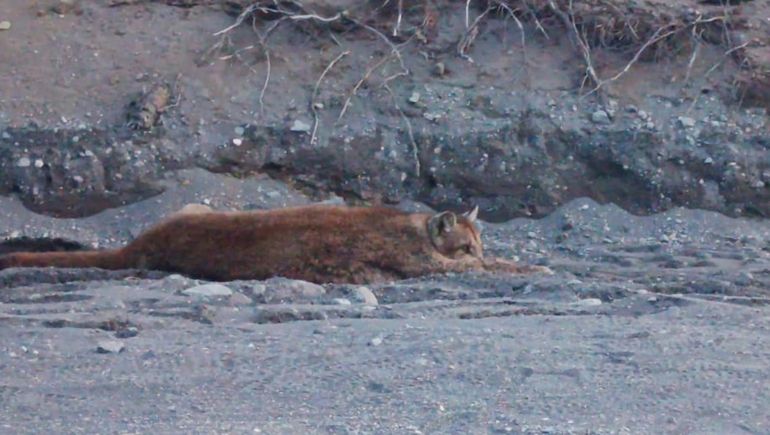 Atropellaron a un puma en el Parque Nacional Lanín y se activó un operativo para asistirlo