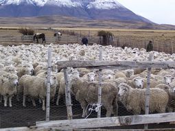 La exportación de lana argentina superó el 45% en volumen y el 30% en valor. La exportación de lana argentina superó el 45% en volumen y el 30% en valor.