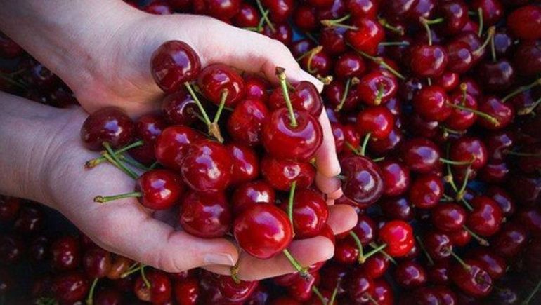 Aumentó un 20% la exportación de cerezas neuquinas