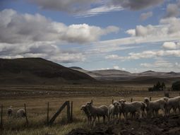 El primer programa de carbono de la Patagonia Argentina busca regenerar 3.000.000 de hectáreas. Foto: prensa Ovis 21. El primer programa de carbono de la Patagonia Argentina busca regenerar 3.000.000 de hectáreas. Foto: prensa Ovis 21.