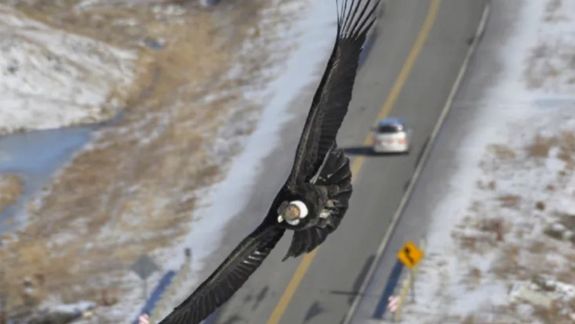 Un cóndor andino sobrevolando los alrededores de 28 de Noviembre, un rincón patagónico perdido en el sur de Santa Cruz.&nbsp;