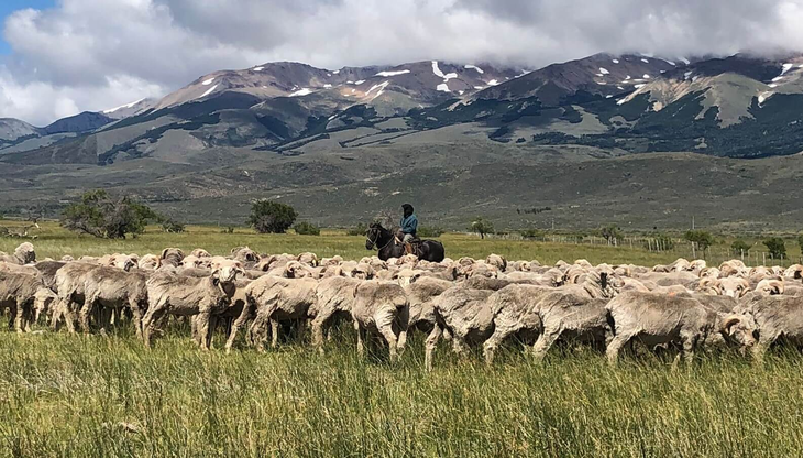 Ovejas pastando en Chubut: Con 260.000 cabezas, Benetton produce 1.300.000 kg de lana anual, fusionando tradición ganadera con exportaciones globales modernas. Ovejas pastando en Chubut: Con 260.000 cabezas, Benetton produce 1.300.000 kg de lana anual, fusionando tradición ganadera con exportaciones globales modernas.