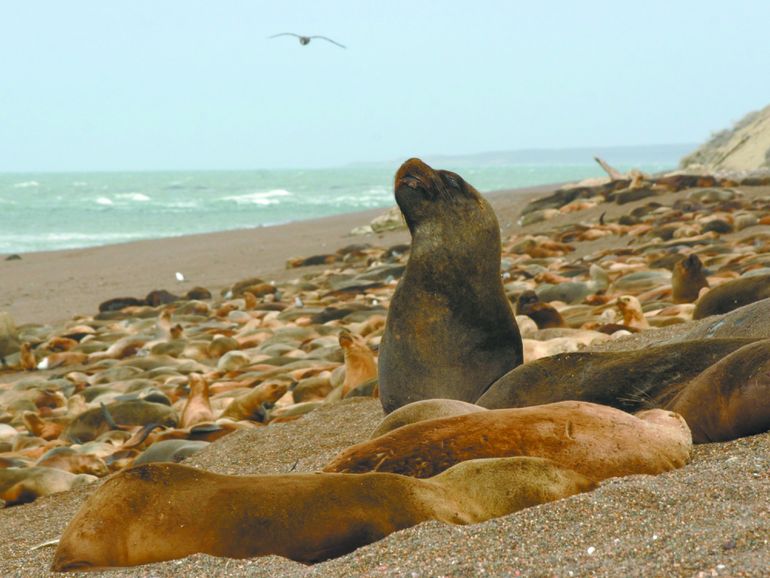 El equipo del CONICET documentó por primera vez toxinas de la "marea roja" en fetos de hembras de lobo marino preñadas, contagiados por sus madres antes de nacer. El equipo del CONICET documentó por primera vez toxinas de la "marea roja" en fetos de hembras de lobo marino preñadas, contagiados por sus madres antes de nacer. 