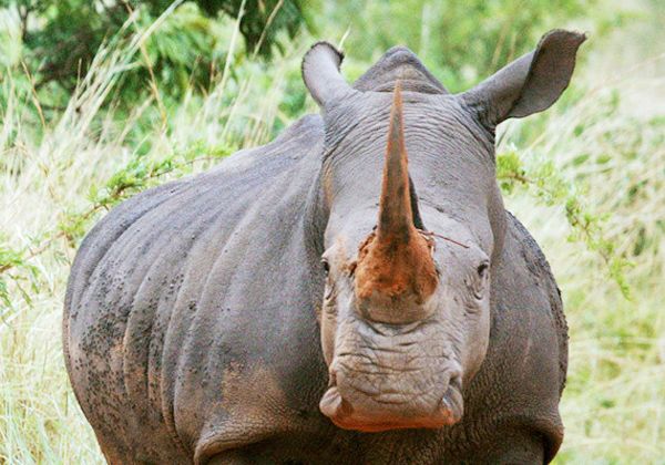 El rinoceronte blanco, al borde de la extinción