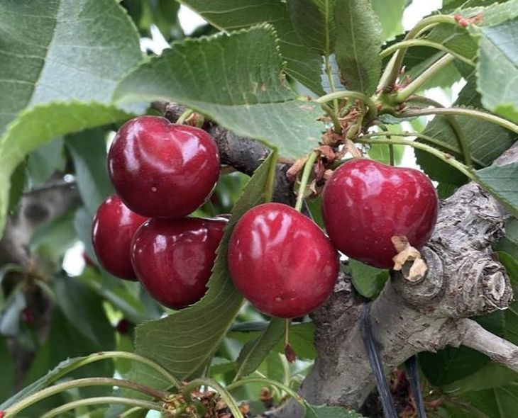 Algunas de las características de Nimba son su cosecha extra temprana (Santina -16 a 18 días), su gran calibre (30 a +32 mm) y la uniformidad de su fruta. Algunas de las características de Nimba son su cosecha extra temprana (Santina -16 a 18 días), su gran calibre (30 a +32 mm) y la uniformidad de su fruta.