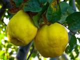¿La fruta que puede salvar a los pequeños productores?
