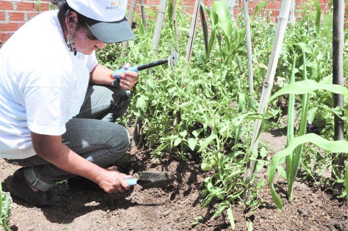 La huerta familiar es un concepto único para aprender en estos tiempos.