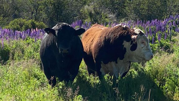 Gran frustración: perder exportación de reproductores al mercado de Chile