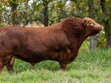 Palermo es el mundial de las vacas pata todos los cabañeros.