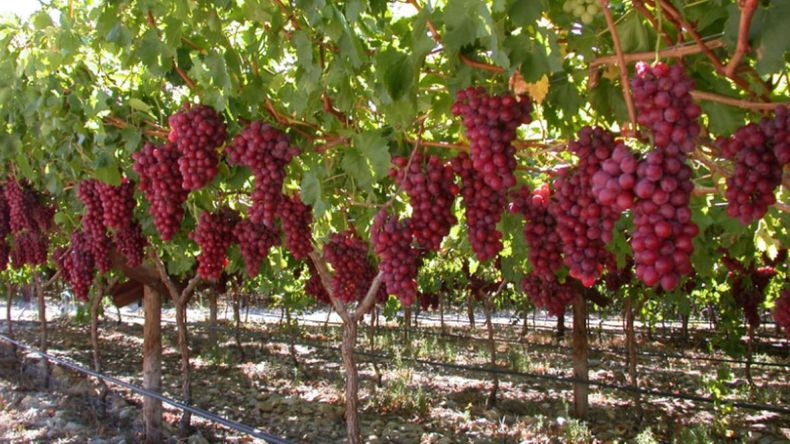 El caso que sacude a la industria frutícola: fraude con uvas de mesa y sanción récord