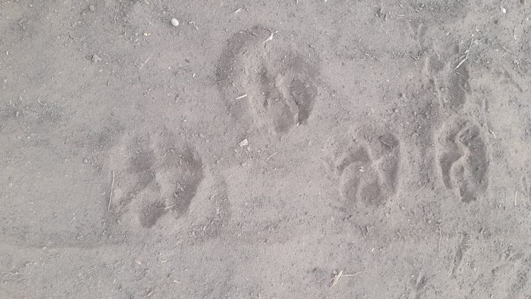 Encontraron más huellas del puma en la Península Hiroki y ahora instalaron cámaras