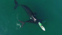 Comenzó la temporada de avistaje de ballenas en Puerto Madryn.