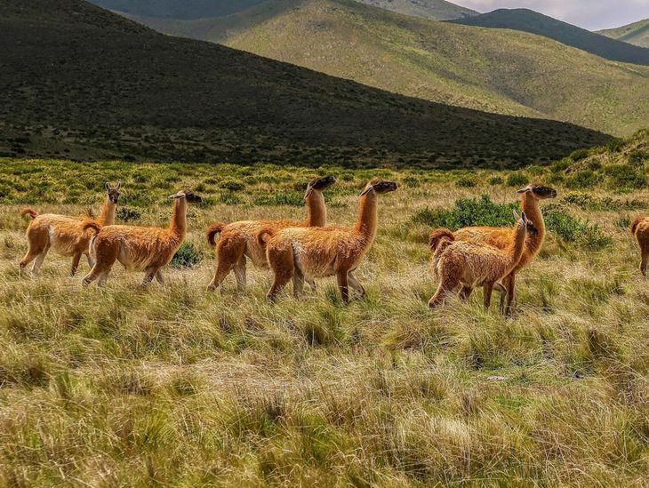 En años anteriores se llegó a exportar la carne de Guanaco desde la Patagonia.  En años anteriores se llegó a exportar la carne de Guanaco desde la Patagonia. 