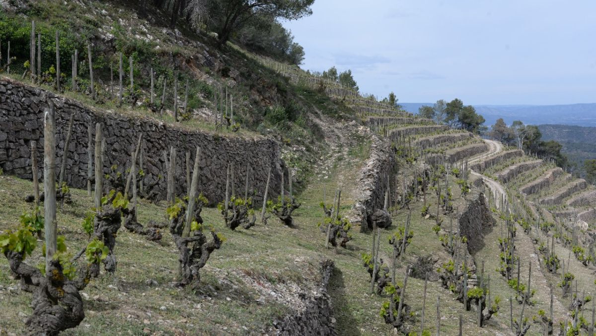 Una tendencia global: vinos menos concentrados y más sugerentes