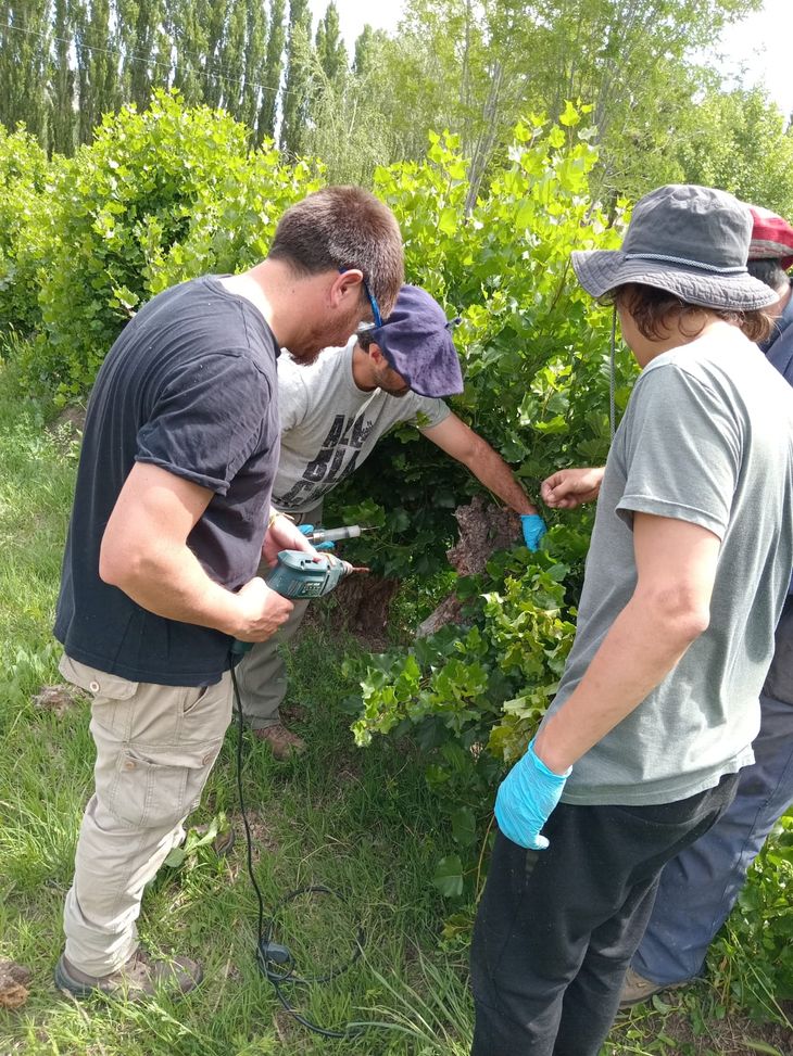 No existen experiencias de manejo validadas localmente. Foto: gentileza No existen experiencias de manejo validadas localmente. Foto: gentileza