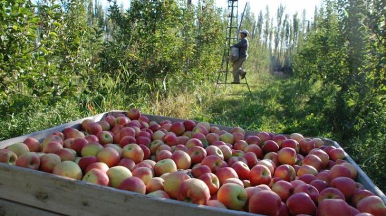 Bébase bien helado: la historia del jugo Cipolletti