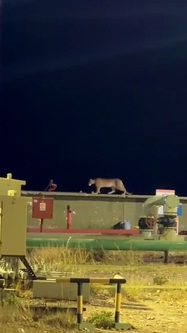 El ejemplar visitó las instalaciones de una empresa petrolera.&nbsp;