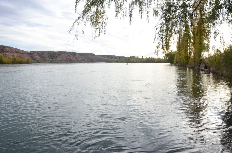 Preocupación de los vecinos porque taparon un brazo del Limay y apareció un cisne muerto