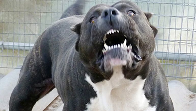 Tragedia: el ataque de los dogos causó la muerte de una joven de 15 años. Tragedia: el ataque de los dogos causó la muerte de una joven de 15 años.