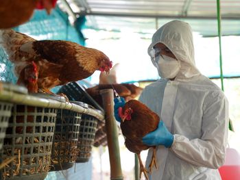 Un nuevo brote de influenza que compromete las exportaciones avícolas.