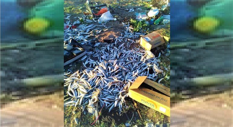 Tiraron cientos de pescados en un basurero clandestino de San Antonio Oeste