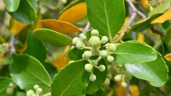 el arbol mapuche que es utilizado para combatir el covid-19 el arbol mapuche que es utilizado para combatir el covid-19