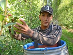La cosecha de peras y manzanas en el Alto Valle moviliza hasta 45.000 trabajadores entre noviembre y marzo. La cosecha de peras y manzanas en el Alto Valle moviliza hasta 45.000 trabajadores entre noviembre y marzo.
