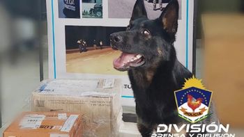 Repartía marihuana, la perra de Antinarcóticos lo delató y él le pegó una trompada | LM Neuquen Repartía marihuana, la perra de Antinarcóticos lo delató y él le pegó una trompada