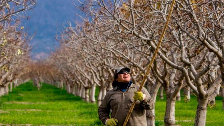 También Mendoza comenzó a incursionar en la producción de pistacho. También Mendoza comenzó a incursionar en la producción de pistacho.