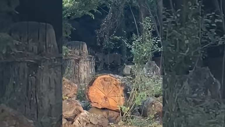 ¡Inédito!: Un puma se mostró dando un paseo en un camping de la cordillera