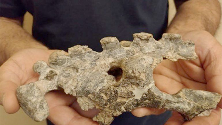 Hallan en Buenos Aires el fósil de una especie desconocida