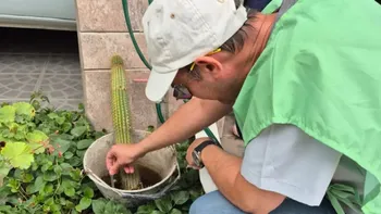 detectan una ovitrampa positiva del mosquito transmisor del dengue en centenario detectan una ovitrampa positiva del mosquito transmisor del dengue en centenario