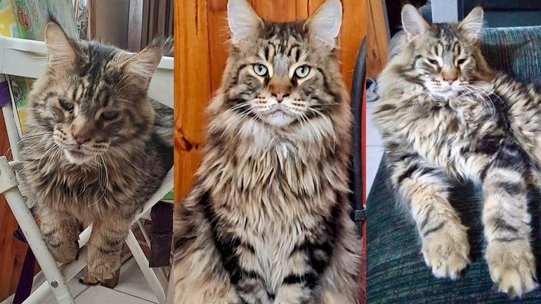 ¿Dónde está Aquiles?: el gato gigante al que buscan hasta con una vidente
